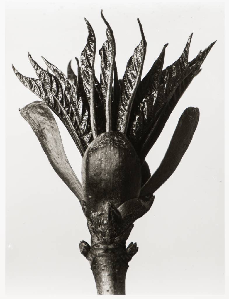 Karl Blossfeldt, 1892-1957, Pflanzenformen, Mappe mit 6 Fotografien auf Ilford Papier, Edition Griffelkunst 2010, Blattgr. 30x24 cm