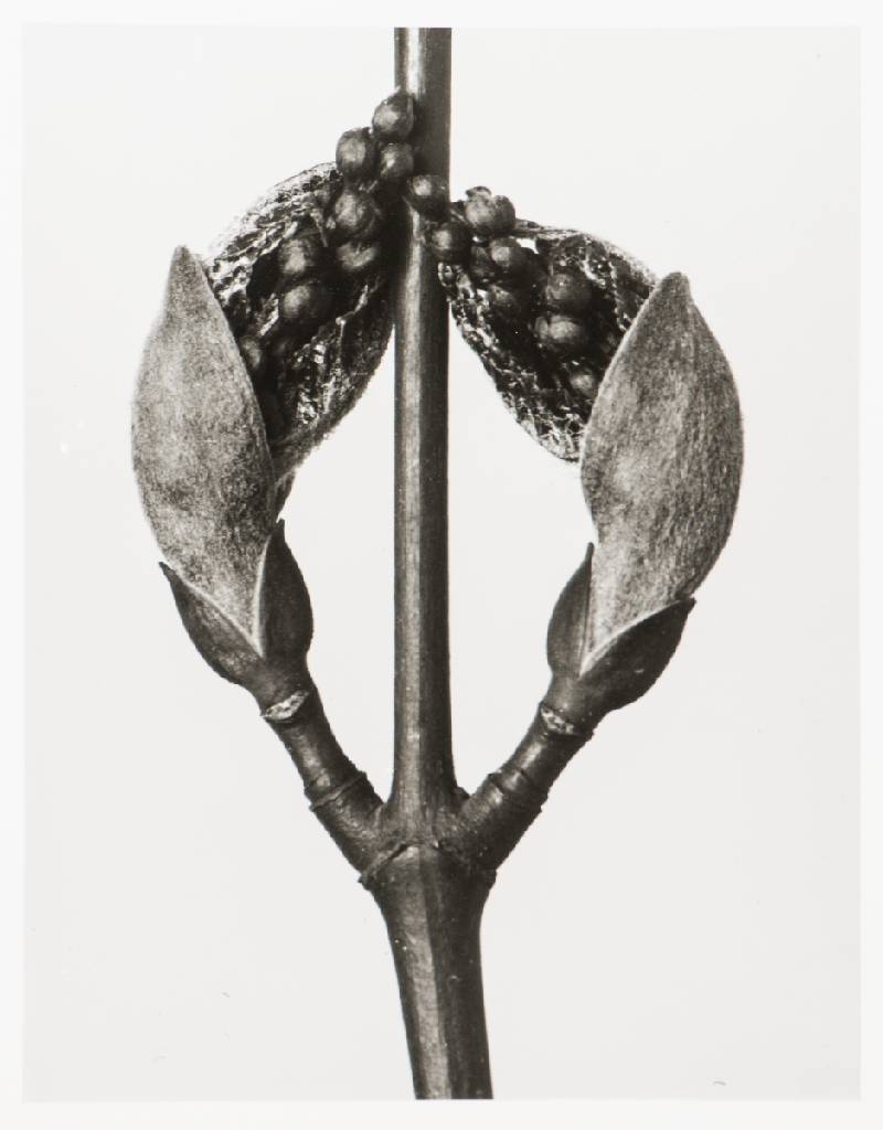 Detail a: Karl Blossfeldt, 1892-1957, Pflanzenformen, Mappe mit 6 Fotografien auf Ilford Papier, Edition Griffelkunst 2010, Blattgr. 30x24 cm