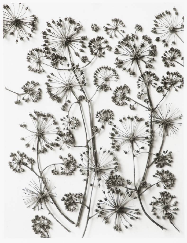 Detail c: Karl Blossfeldt, 1892-1957, Pflanzenformen, Mappe mit 6 Fotografien auf Ilford Papier, Edition Griffelkunst 2010, Blattgr. 30x24 cm