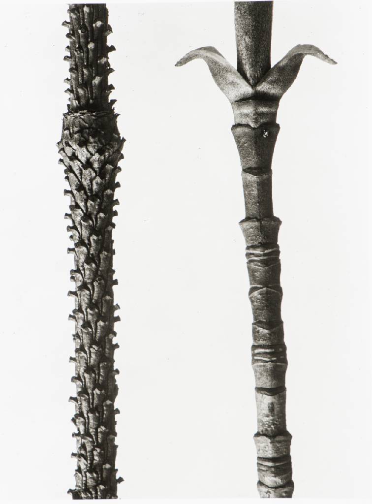 Detail d: Karl Blossfeldt, 1892-1957, Pflanzenformen, Mappe mit 6 Fotografien auf Ilford Papier, Edition Griffelkunst 2010, Blattgr. 30x24 cm