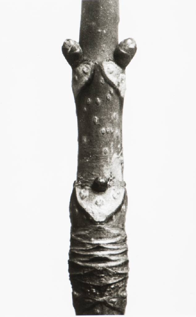 Detail e: Karl Blossfeldt, 1892-1957, Pflanzenformen, Mappe mit 6 Fotografien auf Ilford Papier, Edition Griffelkunst 2010, Blattgr. 30x24 cm