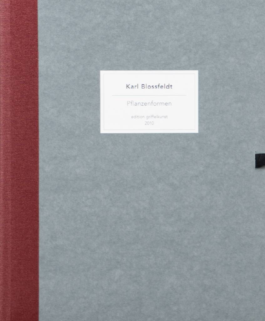 Detail f: Karl Blossfeldt, 1892-1957, Pflanzenformen, Mappe mit 6 Fotografien auf Ilford Papier, Edition Griffelkunst 2010, Blattgr. 30x24 cm