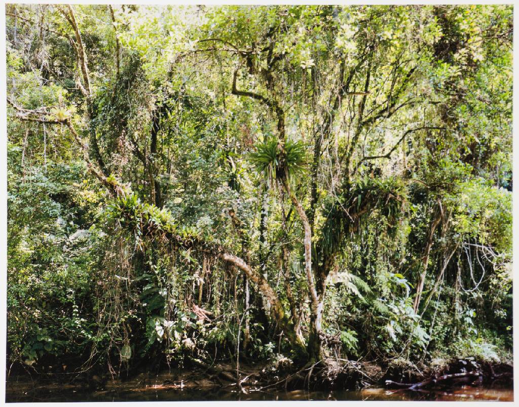 Thomas Struth, geb. 1954 Geldern, Paradies, Mappe mit 6 Fotografien, Edition Griffelkunst 2004, betitelt, pigmentierte Inkjet-Prints, Blattgr. 50x33 ...