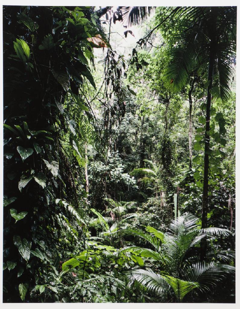 Detail a: Thomas Struth, geb. 1954 Geldern, Paradies, Mappe mit 6 Fotografien, Edition Griffelkunst 2004, betitelt, pigmentierte Inkjet-Prints, Blattgr. 50x33 ...