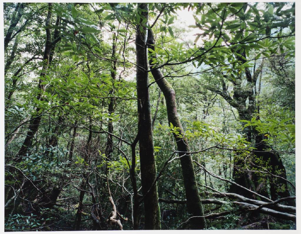 Detail b: Thomas Struth, geb. 1954 Geldern, Paradies, Mappe mit 6 Fotografien, Edition Griffelkunst 2004, betitelt, pigmentierte Inkjet-Prints, Blattgr. 50x33 ...