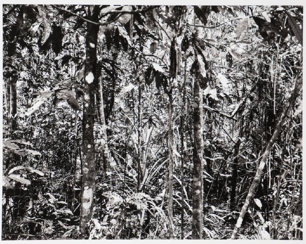 Detail c: Thomas Struth, geb. 1954 Geldern, Paradies, Mappe mit 6 Fotografien, Edition Griffelkunst 2004, betitelt, pigmentierte Inkjet-Prints, Blattgr. 50x33 ...