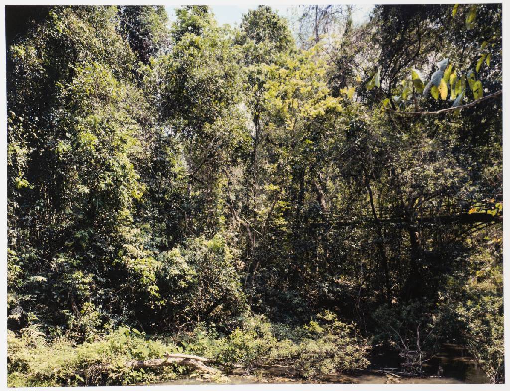 Detail d: Thomas Struth, geb. 1954 Geldern, Paradies, Mappe mit 6 Fotografien, Edition Griffelkunst 2004, betitelt, pigmentierte Inkjet-Prints, Blattgr. 50x33 ...