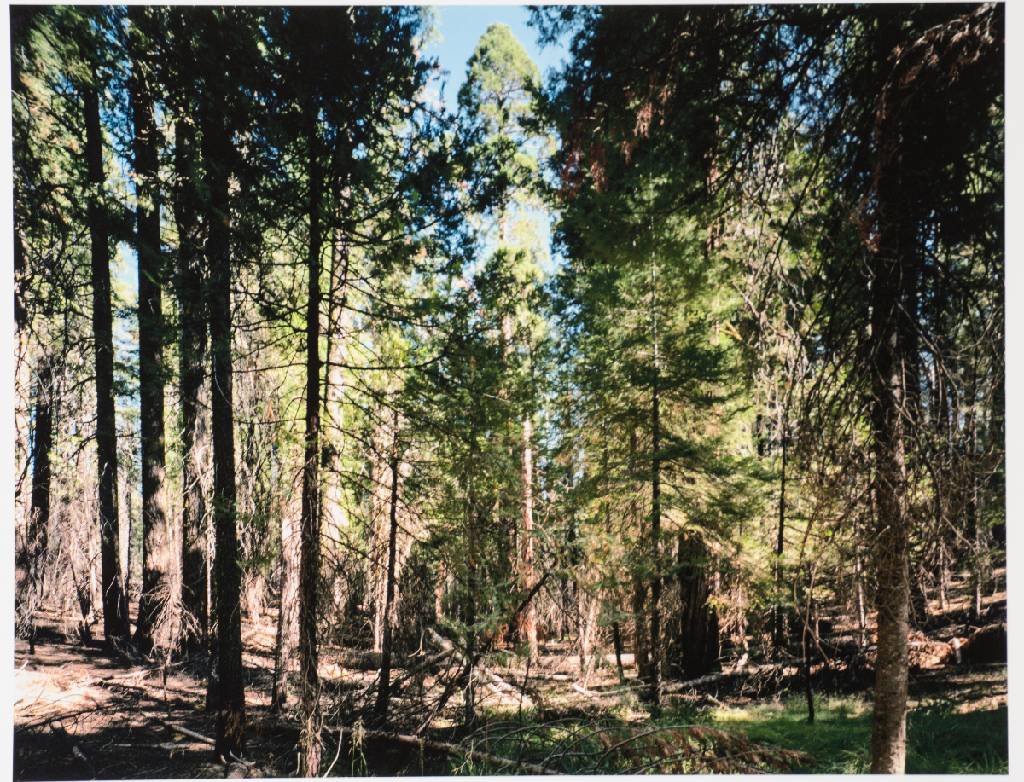 Detail e: Thomas Struth, geb. 1954 Geldern, Paradies, Mappe mit 6 Fotografien, Edition Griffelkunst 2004, betitelt, pigmentierte Inkjet-Prints, Blattgr. 50x33 ...