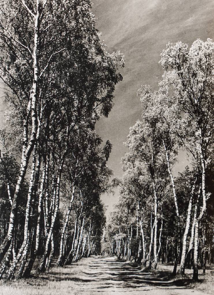 Heinrich Heidersberger, 1906-2006, Birkenallee, Silbergelatine-Abzug, verso sign., dat. 1936, Blattgr. 42x30,5 cm