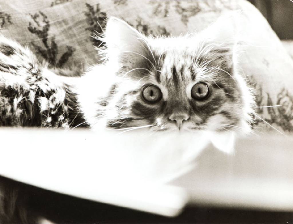 Peter Keetmann, 1916-2005, Ohne Titel/Cat, Vintage Silbergelatine-Abzug, ca. um 1960, verso Künstlerstempel, Blattgr. 18x22,5 cm