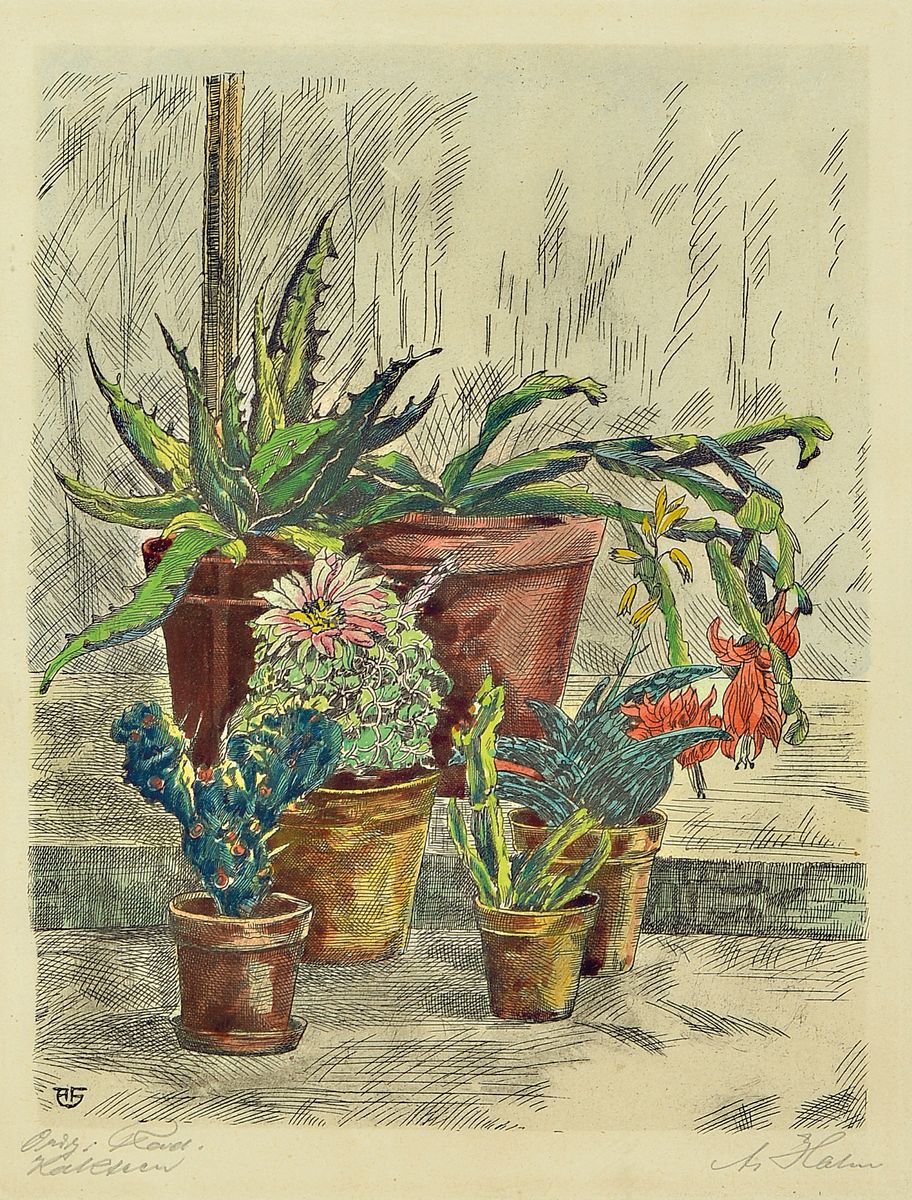 A. Hahn, Kakteen, Radierung handkoloriert, betitelt, handsign., Platte 23x18 cm, unter Glas gerahmt