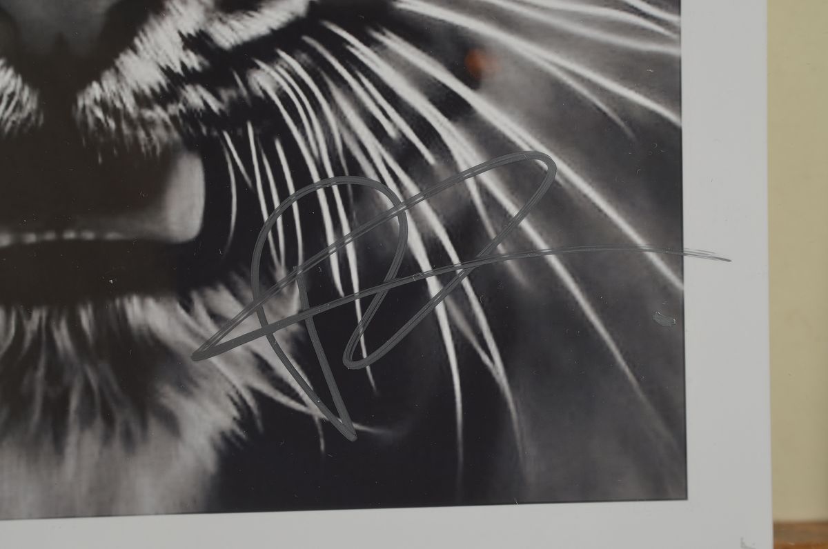 Detail a: Robert Longo, geb. 1951, "Tiger", Presse Foto, nicht limitiert, handsign., zwischen doppelt Plexiglas gerahmt, ca. 26x20 cm, gesamt ca. ...