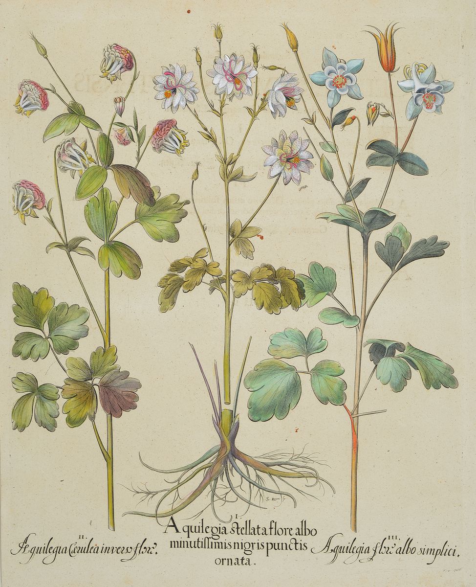 Servatius Raven, erwähnt 1575, sechs Kupferstiche Abzüge aus dem, 17. Jh., Celeberrimi Eystetten, Agelen, Wundkraut, Polsbeer, Narcissen, ...
