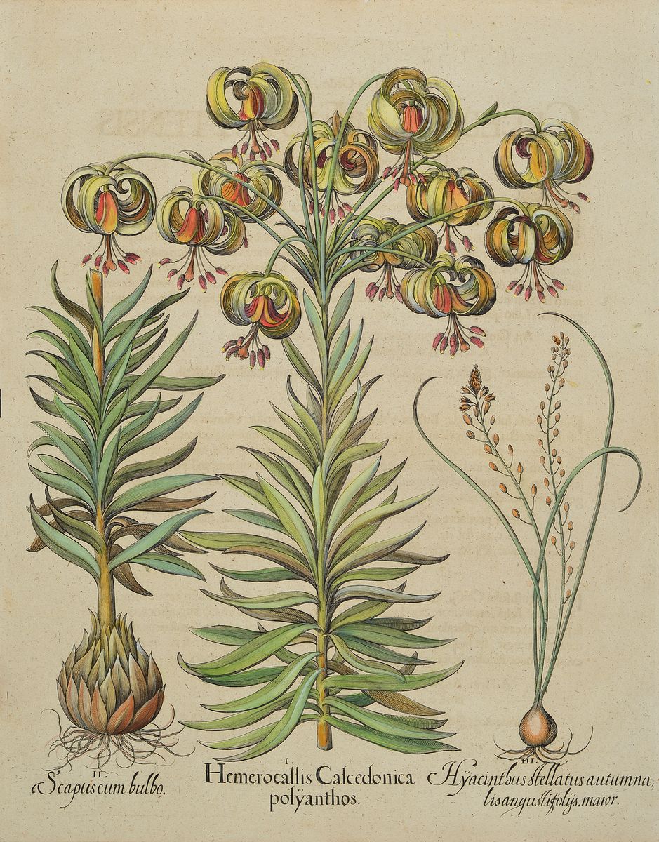 Detail b: Servatius Raven, erwähnt 1575, sechs Kupferstiche Abzüge aus dem, 17. Jh., Celeberrimi Eystetten, Agelen, Wundkraut, Polsbeer, Narcissen, ...