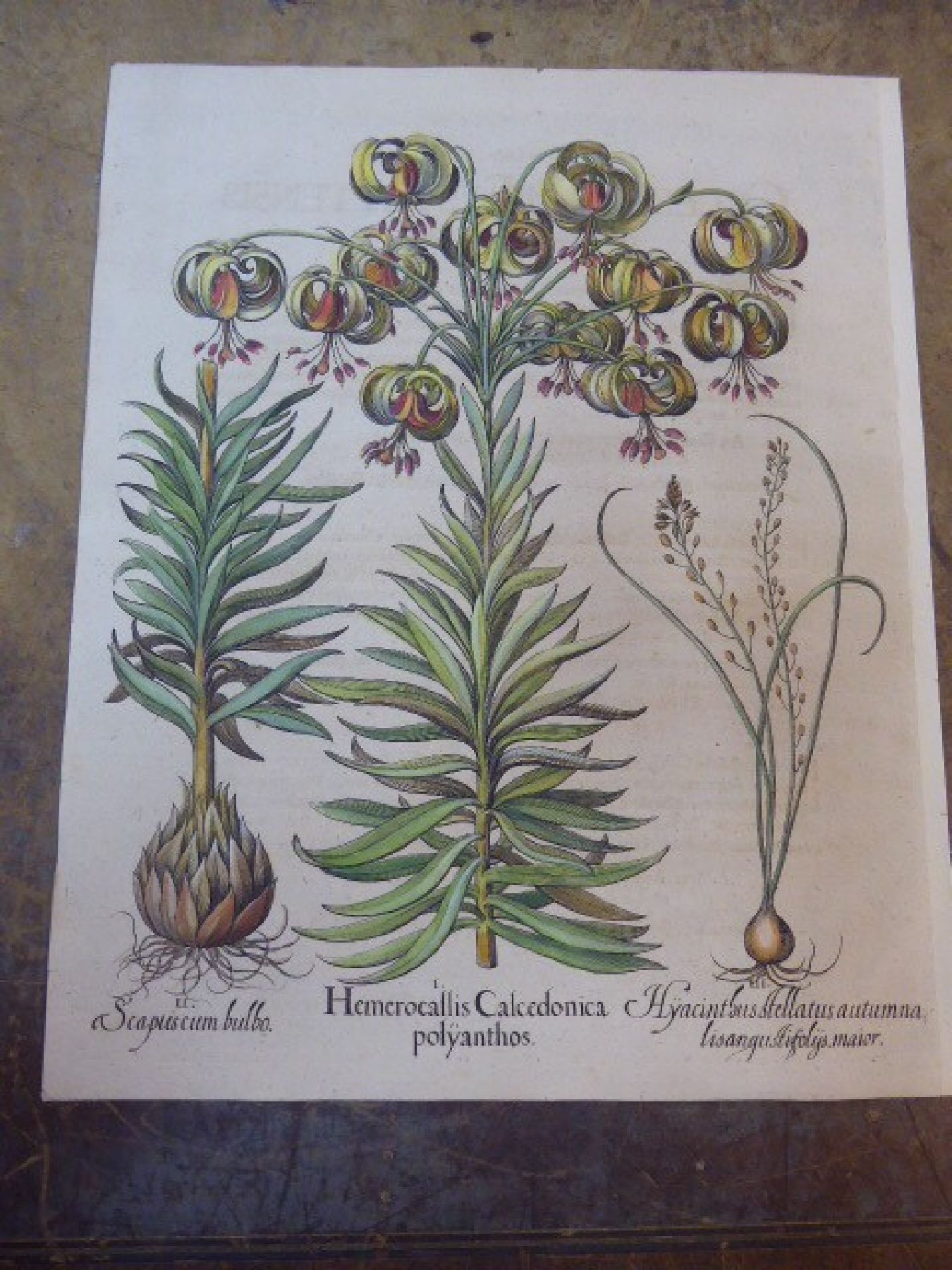 Detail e: Servatius Raven, erwähnt 1575, sechs Kupferstiche Abzüge aus dem, 17. Jh., Celeberrimi Eystetten, Agelen, Wundkraut, Polsbeer, Narcissen, ...