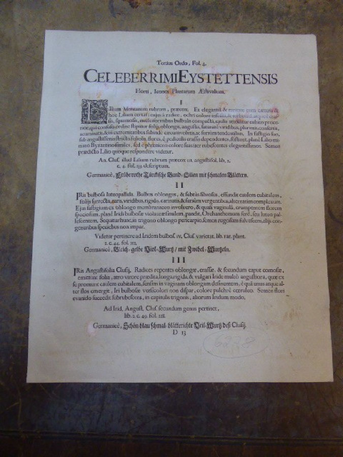 Detail f: Servatius Raven, erwähnt 1575, sechs Kupferstiche Abzüge aus dem, 17. Jh., Celeberrimi Eystetten, Agelen, Wundkraut, Polsbeer, Narcissen, ...