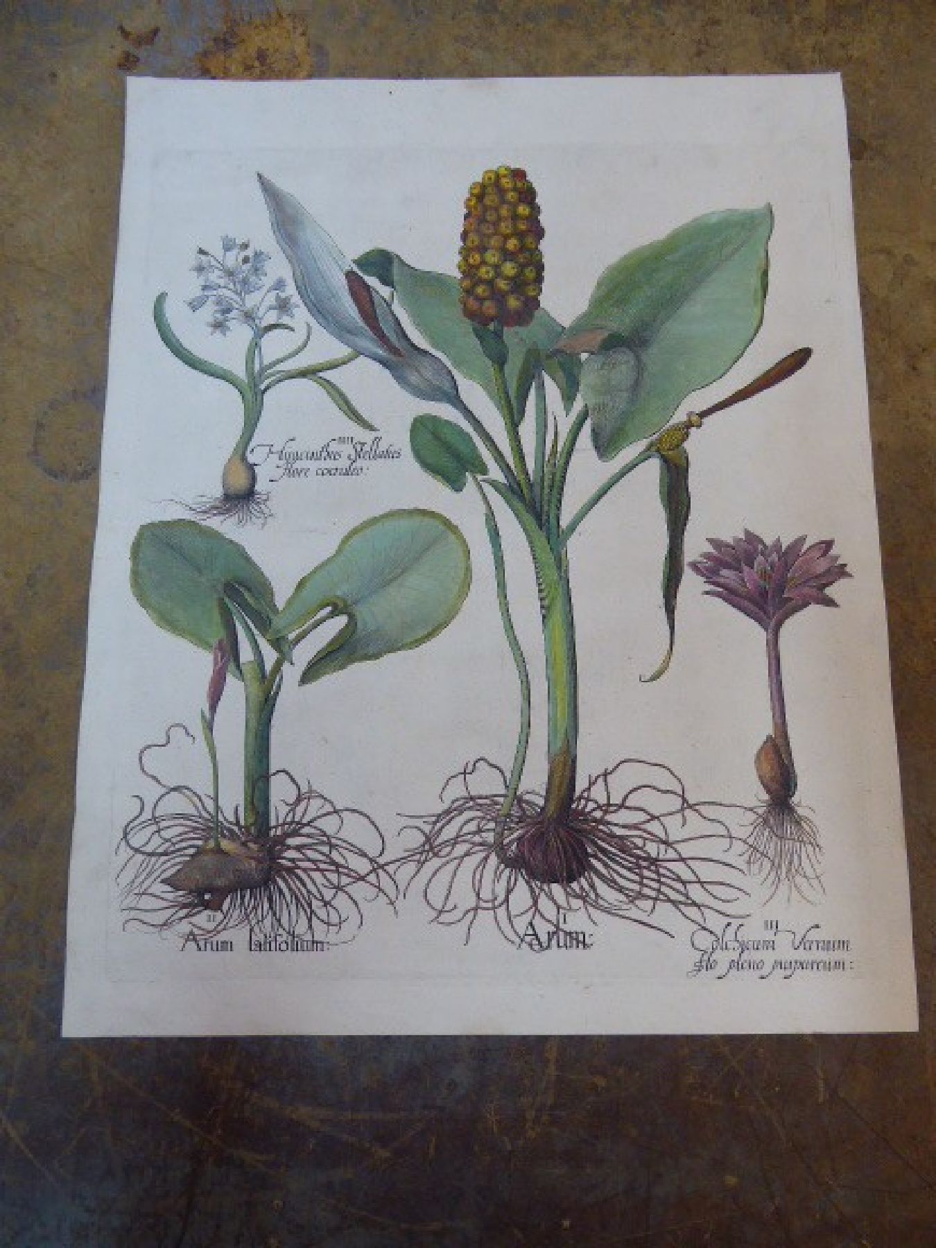 Detail g: Servatius Raven, erwähnt 1575, sechs Kupferstiche Abzüge aus dem, 17. Jh., Celeberrimi Eystetten, Agelen, Wundkraut, Polsbeer, Narcissen, ...
