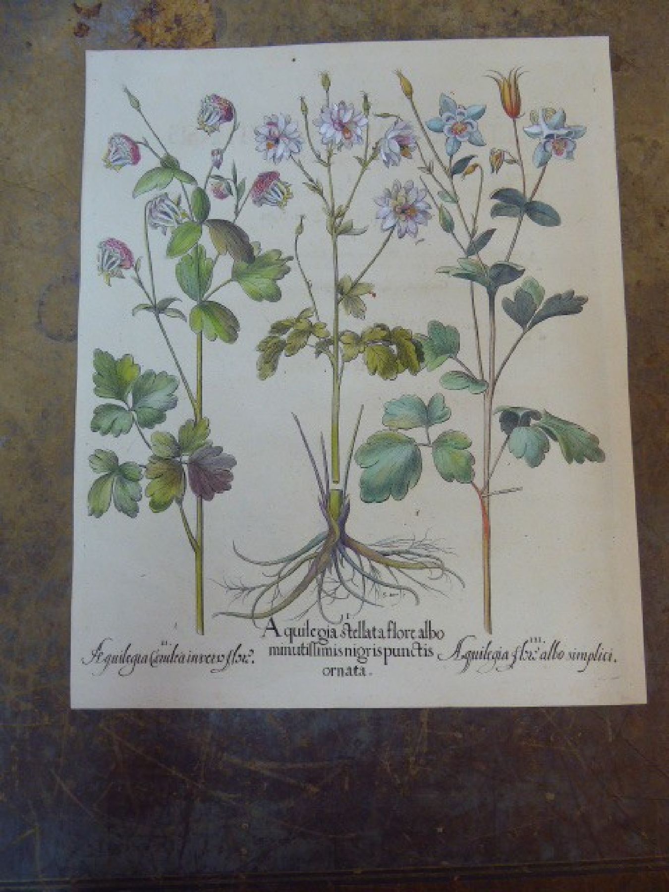 Detail i: Servatius Raven, erwähnt 1575, sechs Kupferstiche Abzüge aus dem, 17. Jh., Celeberrimi Eystetten, Agelen, Wundkraut, Polsbeer, Narcissen, ...
