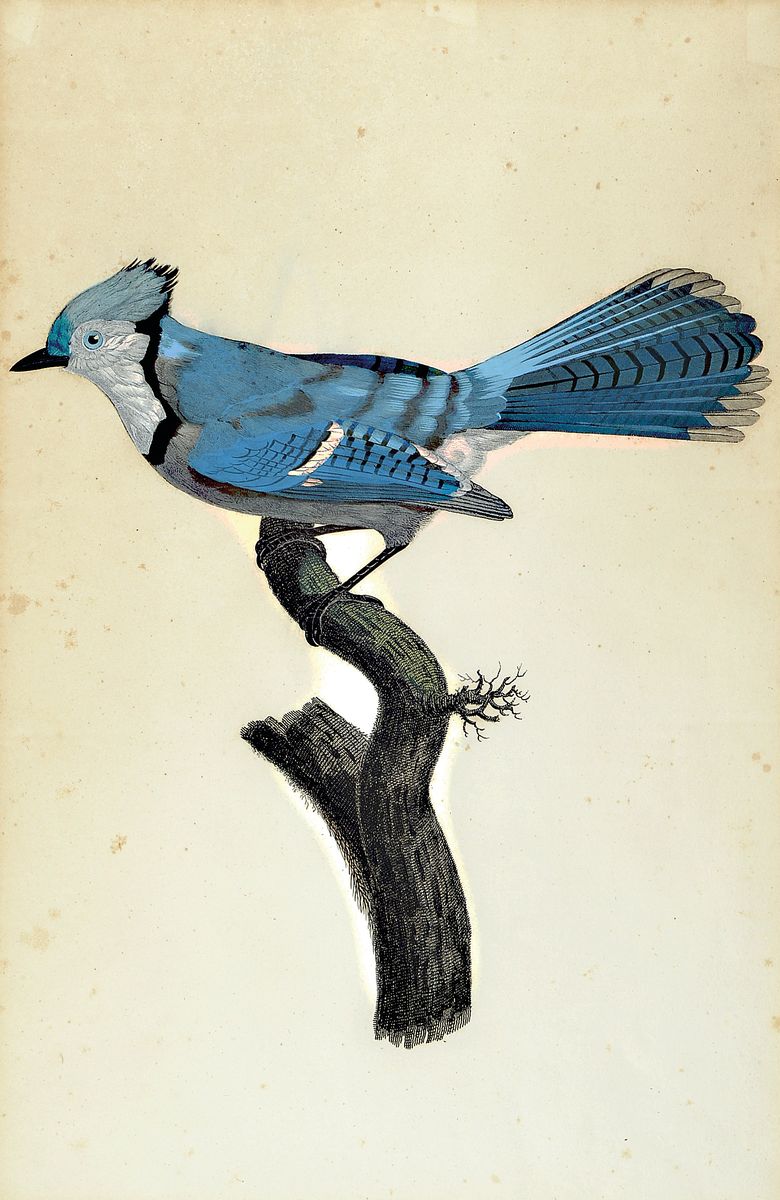 8 Lithografien mit Vogeldarstellungen, 19. Jh., 5 x Barraband, sculp. Gremillier: No. 56, 45;6;23, 2; Little Owl; zwei ohne Bezeichnung, wenige mit ...