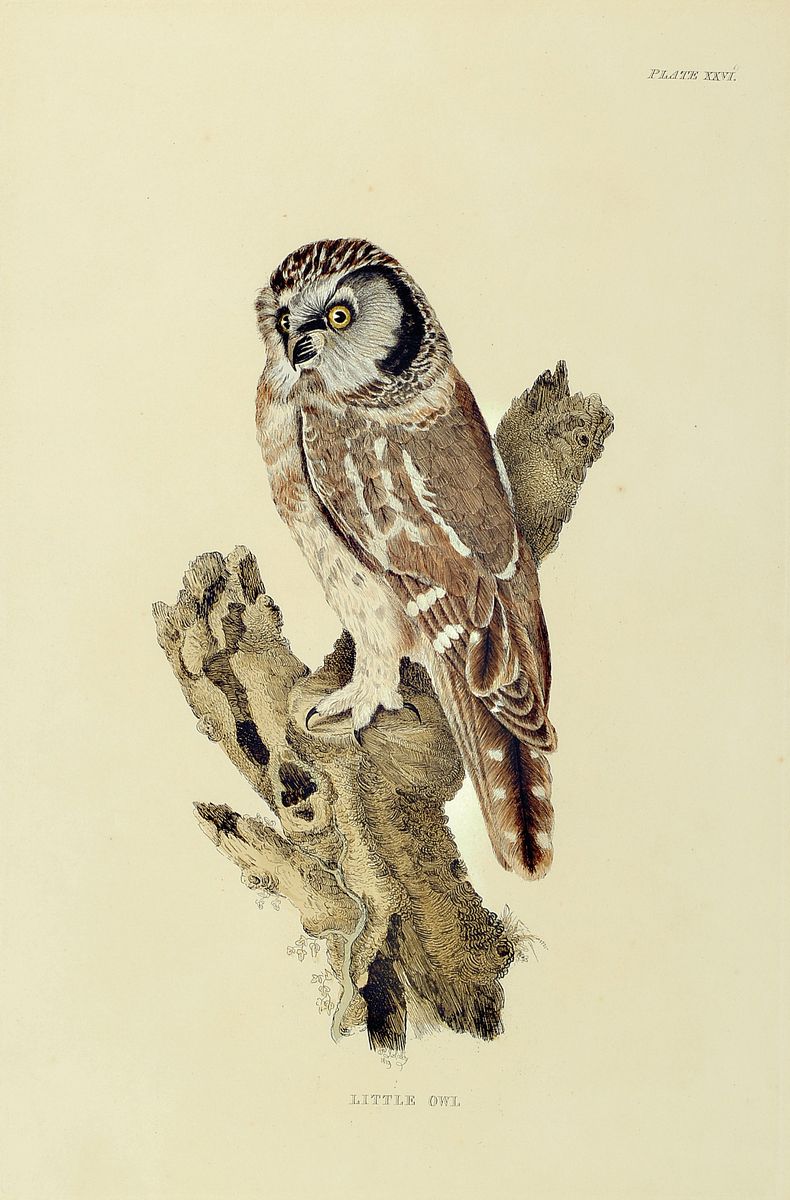 Detail a: 8 Lithografien mit Vogeldarstellungen, 19. Jh., 5 x Barraband, sculp. Gremillier: No. 56, 45;6;23, 2; Little Owl; zwei ohne Bezeichnung, wenige mit ...