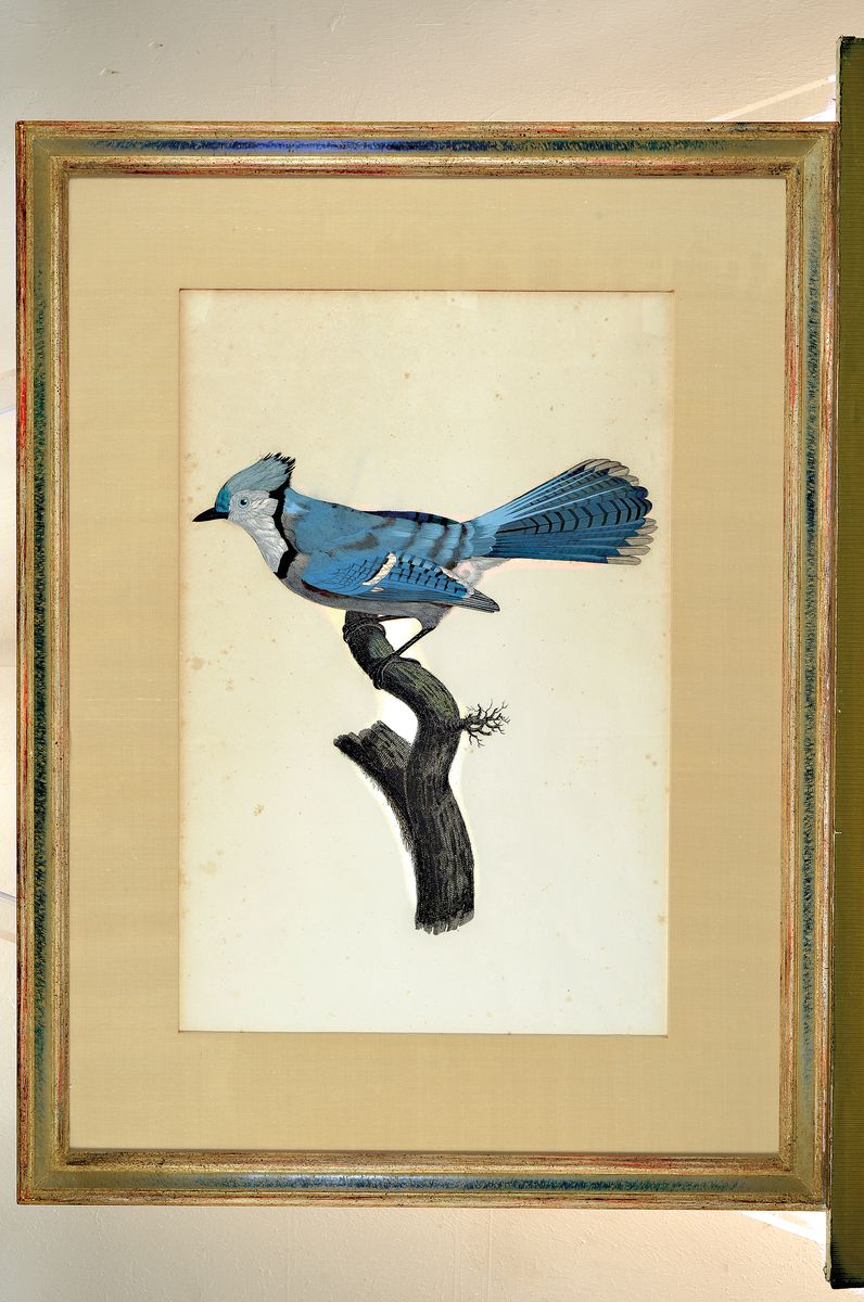 Detail k: 8 Lithografien mit Vogeldarstellungen, 19. Jh., 5 x Barraband, sculp. Gremillier: No. 56, 45;6;23, 2; Little Owl; zwei ohne Bezeichnung, wenige mit ...