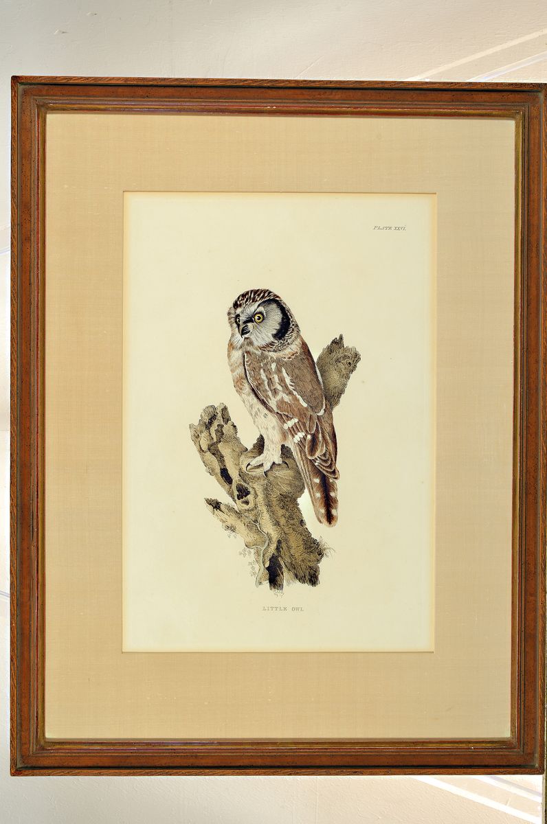 Detail l: 8 Lithografien mit Vogeldarstellungen, 19. Jh., 5 x Barraband, sculp. Gremillier: No. 56, 45;6;23, 2; Little Owl; zwei ohne Bezeichnung, wenige mit ...