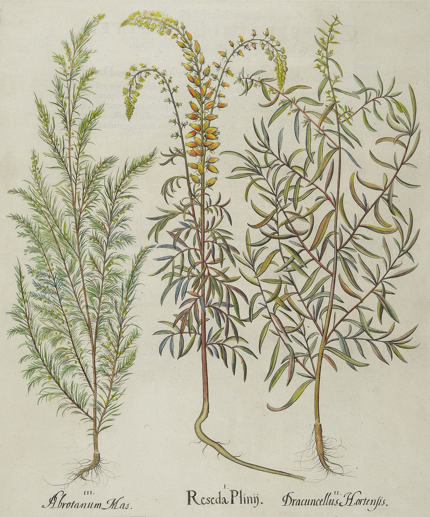 Vier Kupferstiche meist "Hortus Eystettensis" von Basilius Besler, 1561-1629, um 1613, a. Caryophyllusmaior Indic.., b. Aconitum ...