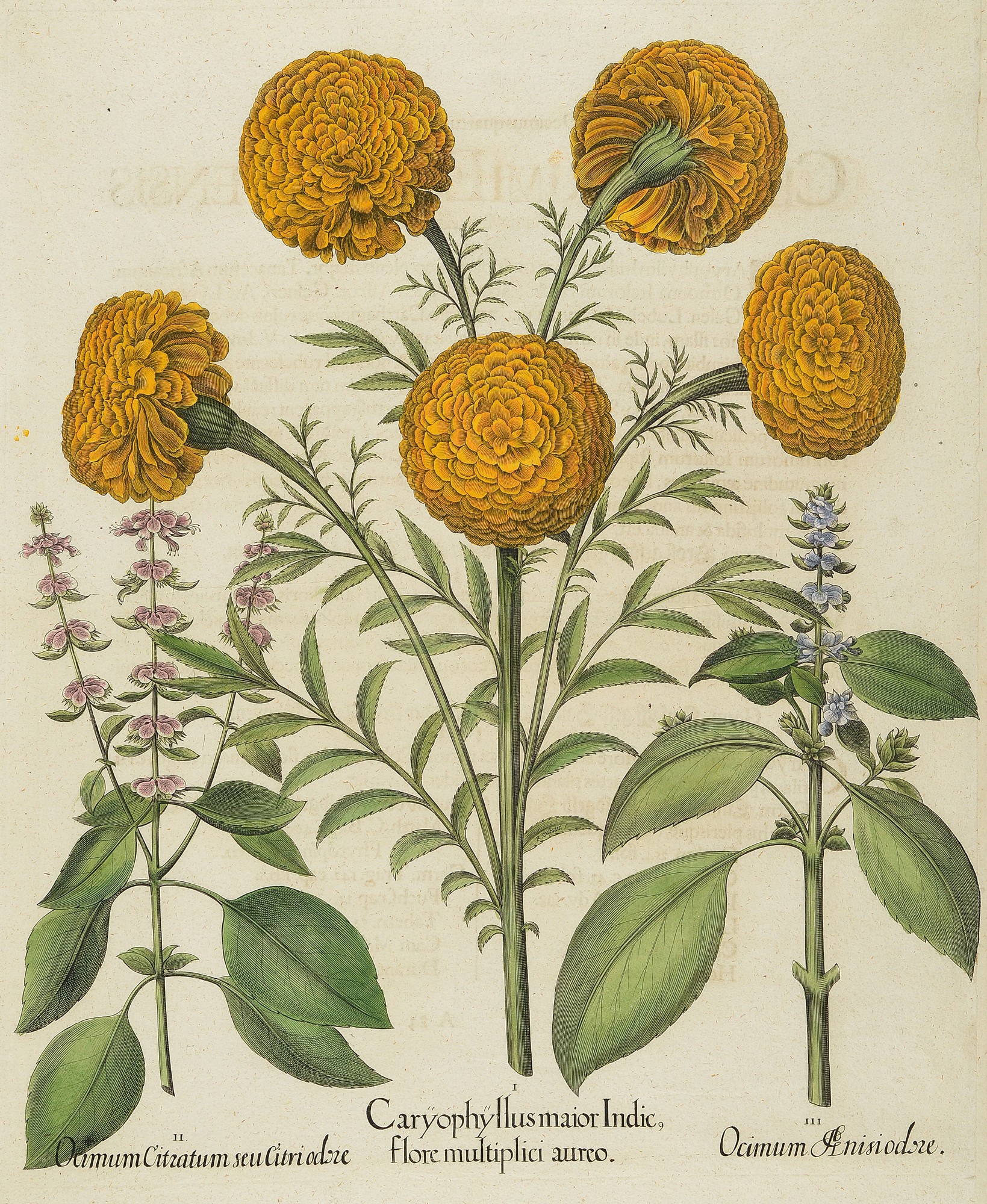Detail a: Vier Kupferstiche meist "Hortus Eystettensis" von Basilius Besler, 1561-1629, um 1613, a. Caryophyllusmaior Indic.., b. Aconitum ...