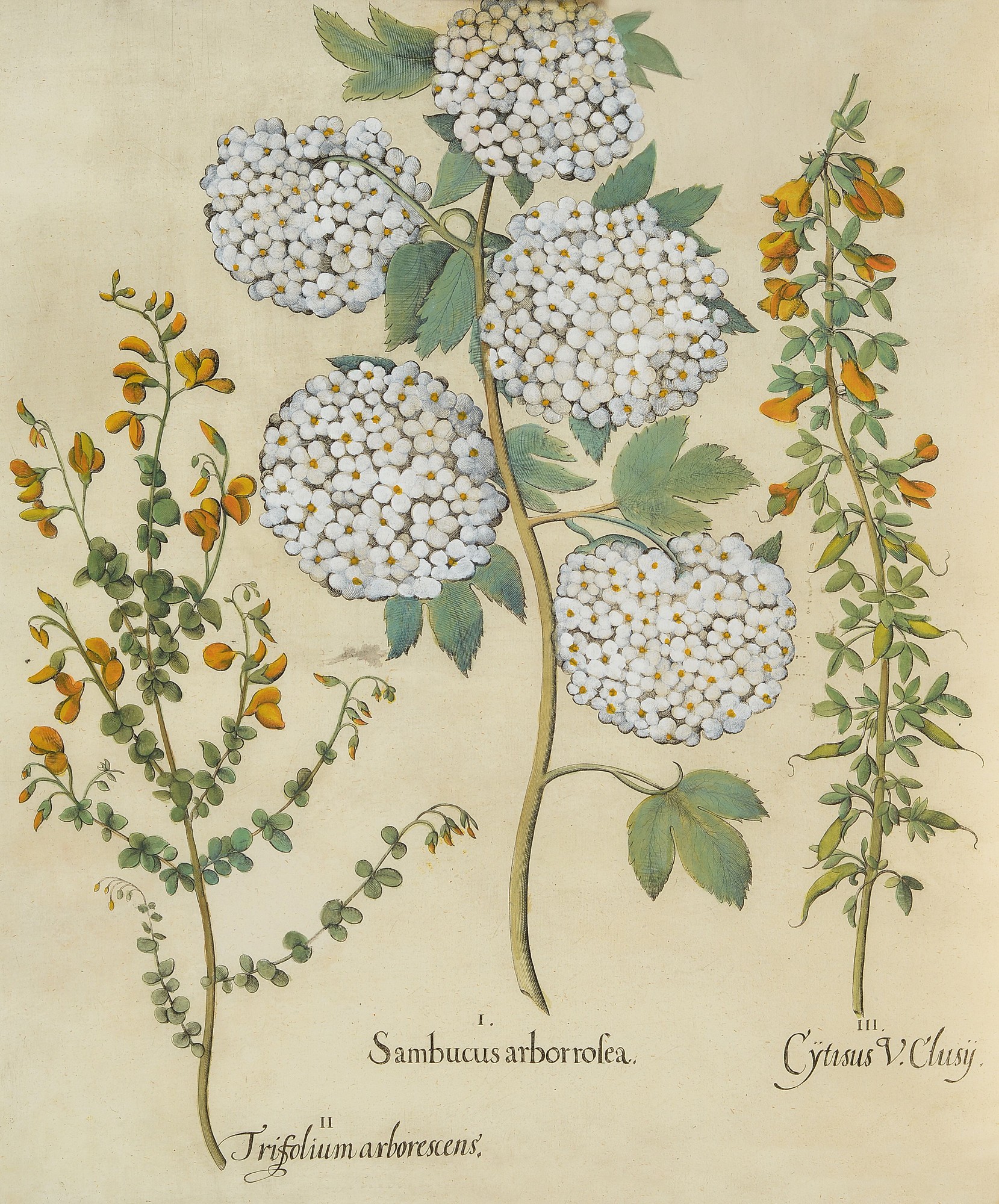 Detail b: Vier Kupferstiche meist "Hortus Eystettensis" von Basilius Besler, 1561-1629, um 1613, a. Caryophyllusmaior Indic.., b. Aconitum ...