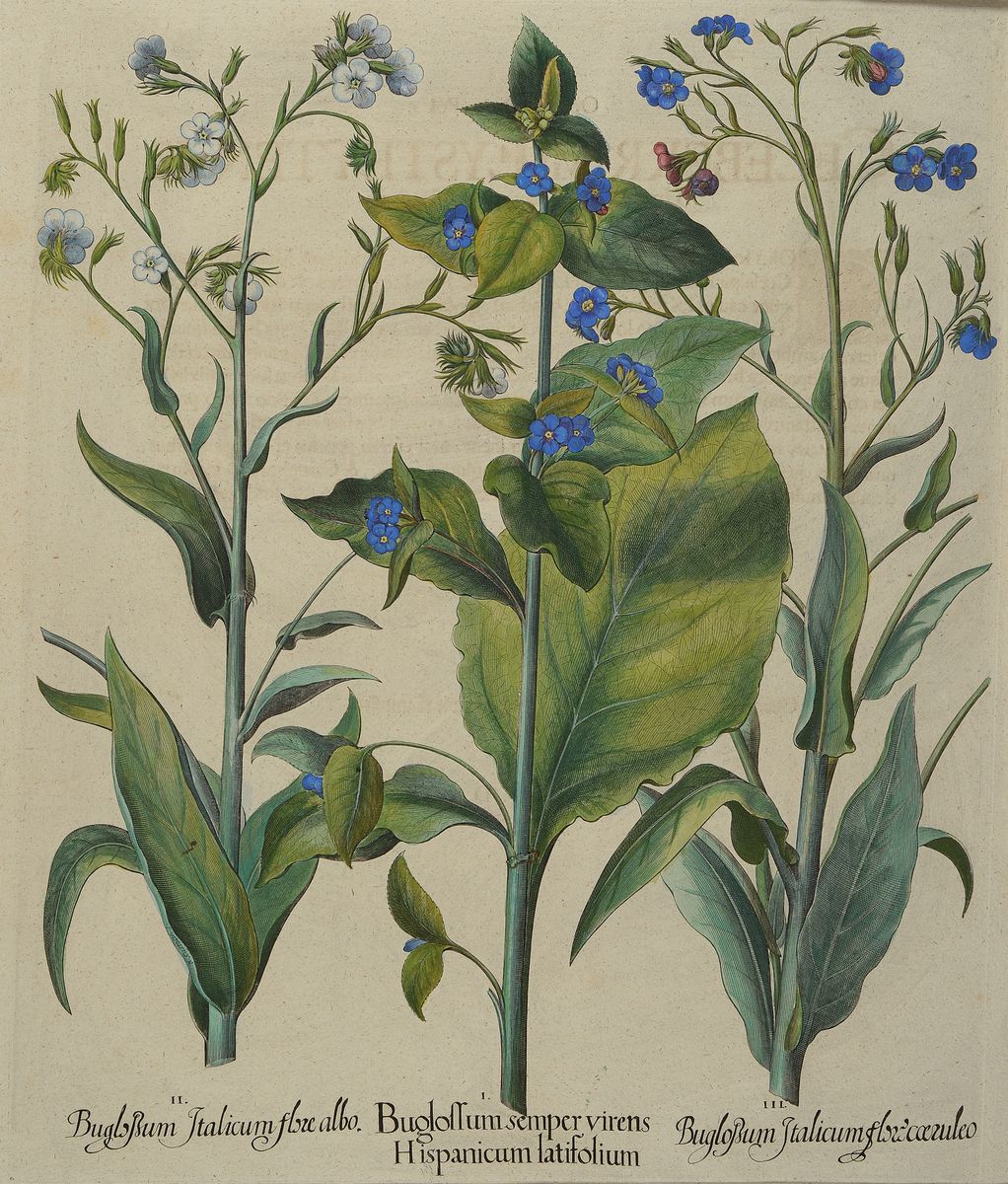 Drei Kupferstiche, Basilius Besler, 1561-1629, "Hortus Eystettensis", 1. IrisdarstellungenChameirislatiofolia...; 2. Buglossum ...