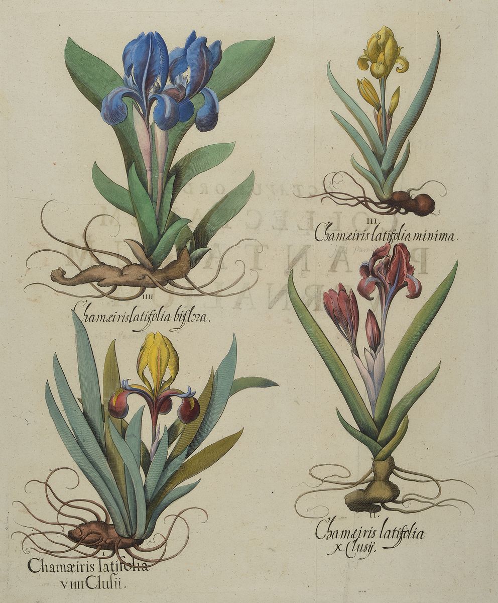 Detail a: Drei Kupferstiche, Basilius Besler, 1561-1629, "Hortus Eystettensis", 1. IrisdarstellungenChameirislatiofolia...; 2. Buglossum ...