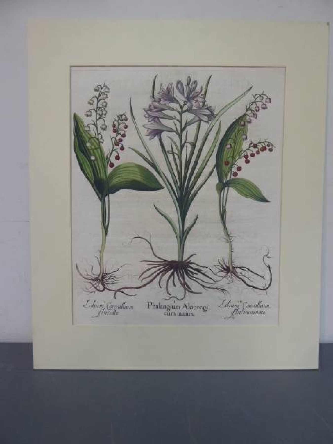 Detail d: Drei Kupferstiche, Basilius Besler, 1561-1629, "Hortus Eystettensis", 1. IrisdarstellungenChameirislatiofolia...; 2. Buglossum ...