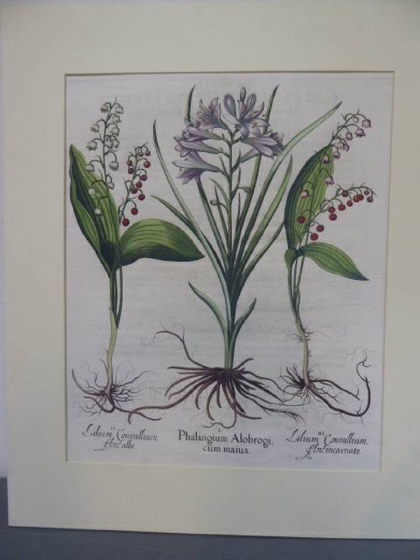 Detail e: Drei Kupferstiche, Basilius Besler, 1561-1629, "Hortus Eystettensis", 1. IrisdarstellungenChameirislatiofolia...; 2. Buglossum ...