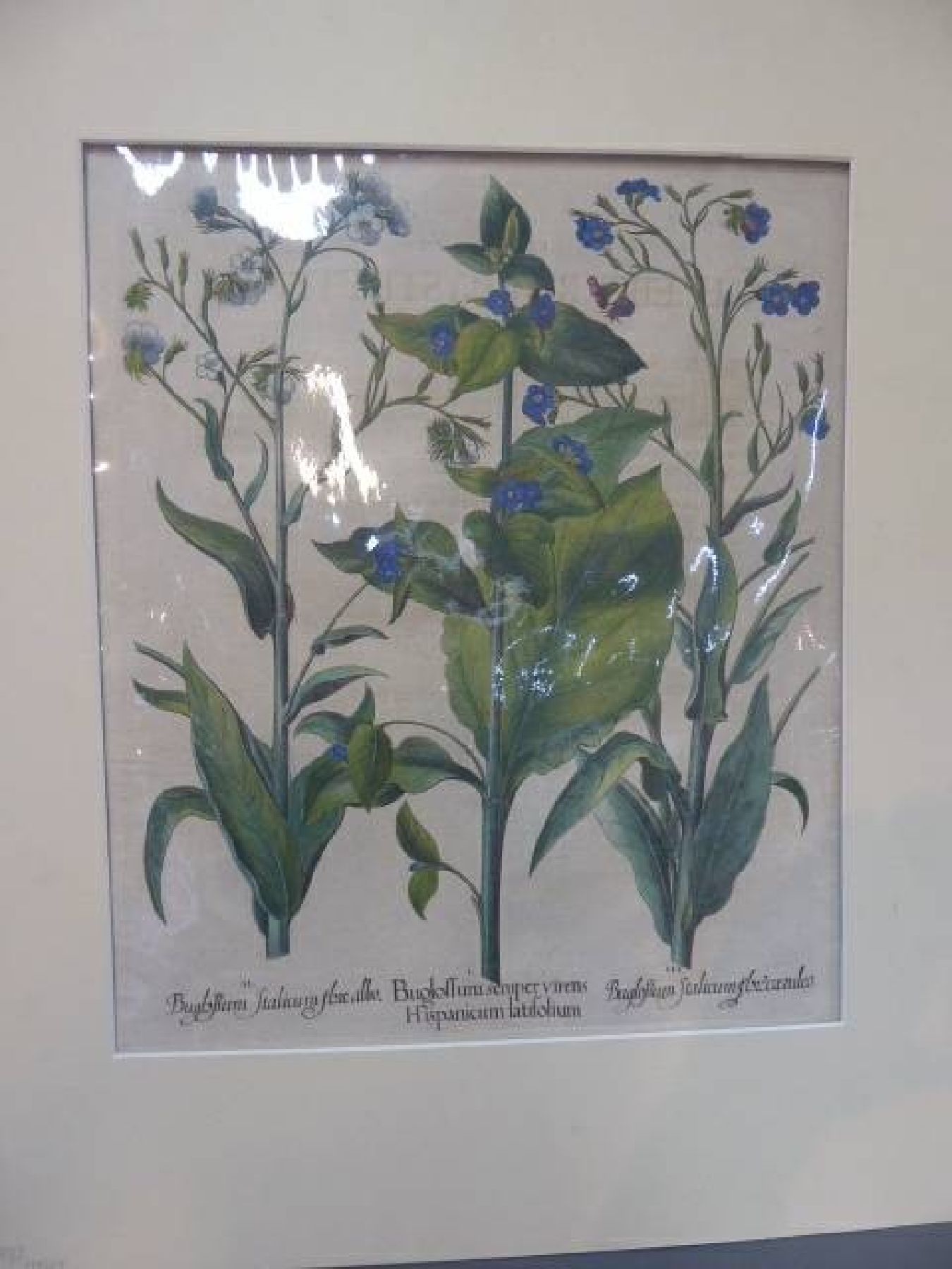 Detail f: Drei Kupferstiche, Basilius Besler, 1561-1629, "Hortus Eystettensis", 1. IrisdarstellungenChameirislatiofolia...; 2. Buglossum ...