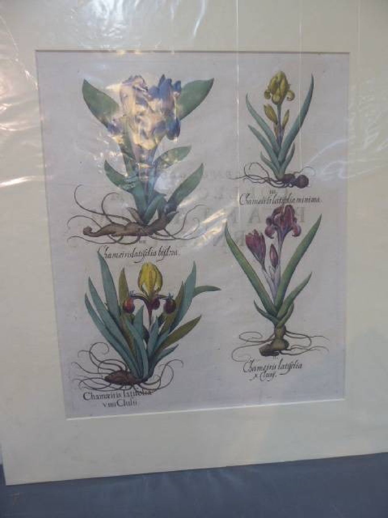 Detail h: Drei Kupferstiche, Basilius Besler, 1561-1629, "Hortus Eystettensis", 1. IrisdarstellungenChameirislatiofolia...; 2. Buglossum ...