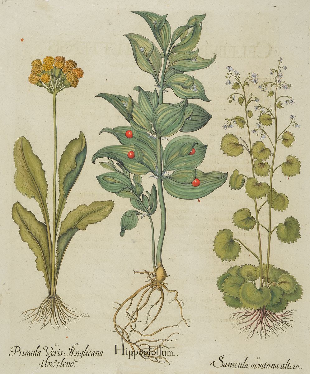 Vier Kupferstiche "Hortus Eystettensis" von Basilius Besler, 1561-1629, vier Kupferstiche, a. Cotyledon minus..., b. Consolida ...
