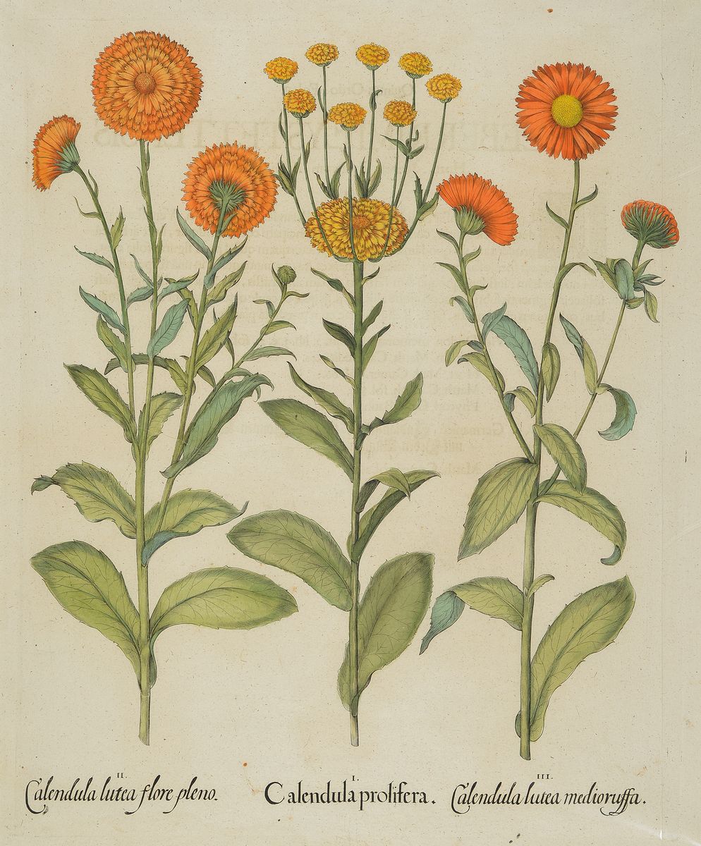 Detail b: Vier Kupferstiche "Hortus Eystettensis" von Basilius Besler, 1561-1629, vier Kupferstiche, a. Cotyledon minus..., b. Consolida ...