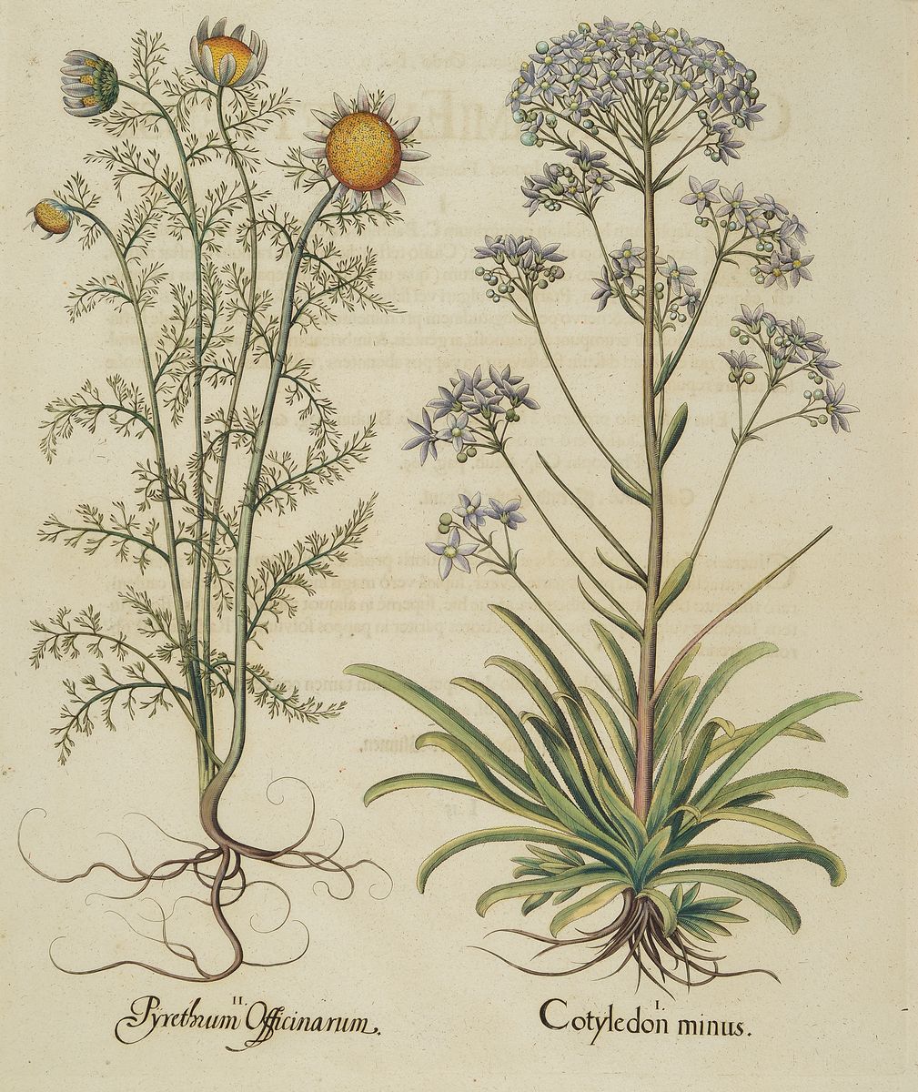 Detail c: Vier Kupferstiche "Hortus Eystettensis" von Basilius Besler, 1561-1629, vier Kupferstiche, a. Cotyledon minus..., b. Consolida ...