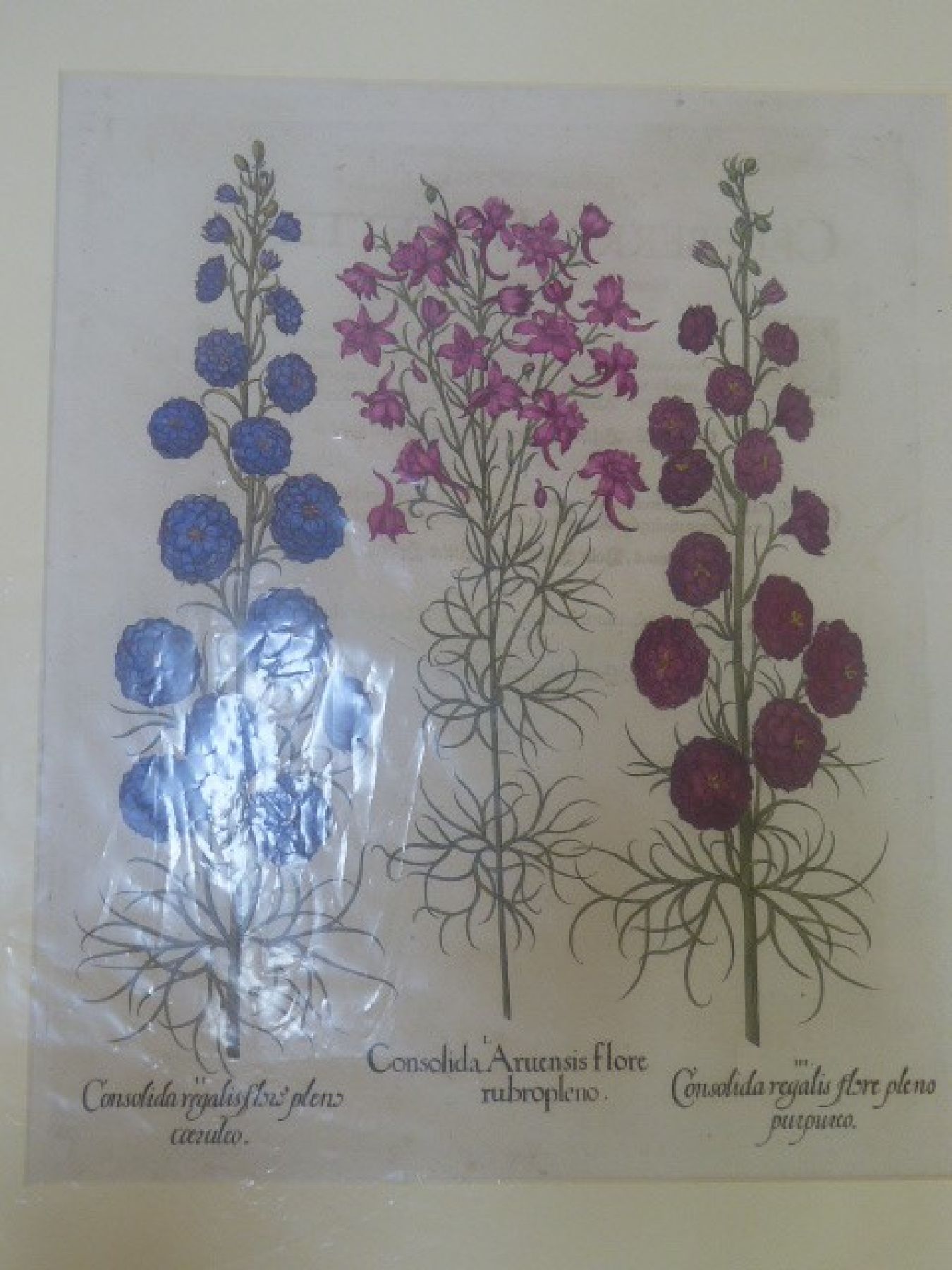 Detail j: Vier Kupferstiche "Hortus Eystettensis" von Basilius Besler, 1561-1629, vier Kupferstiche, a. Cotyledon minus..., b. Consolida ...