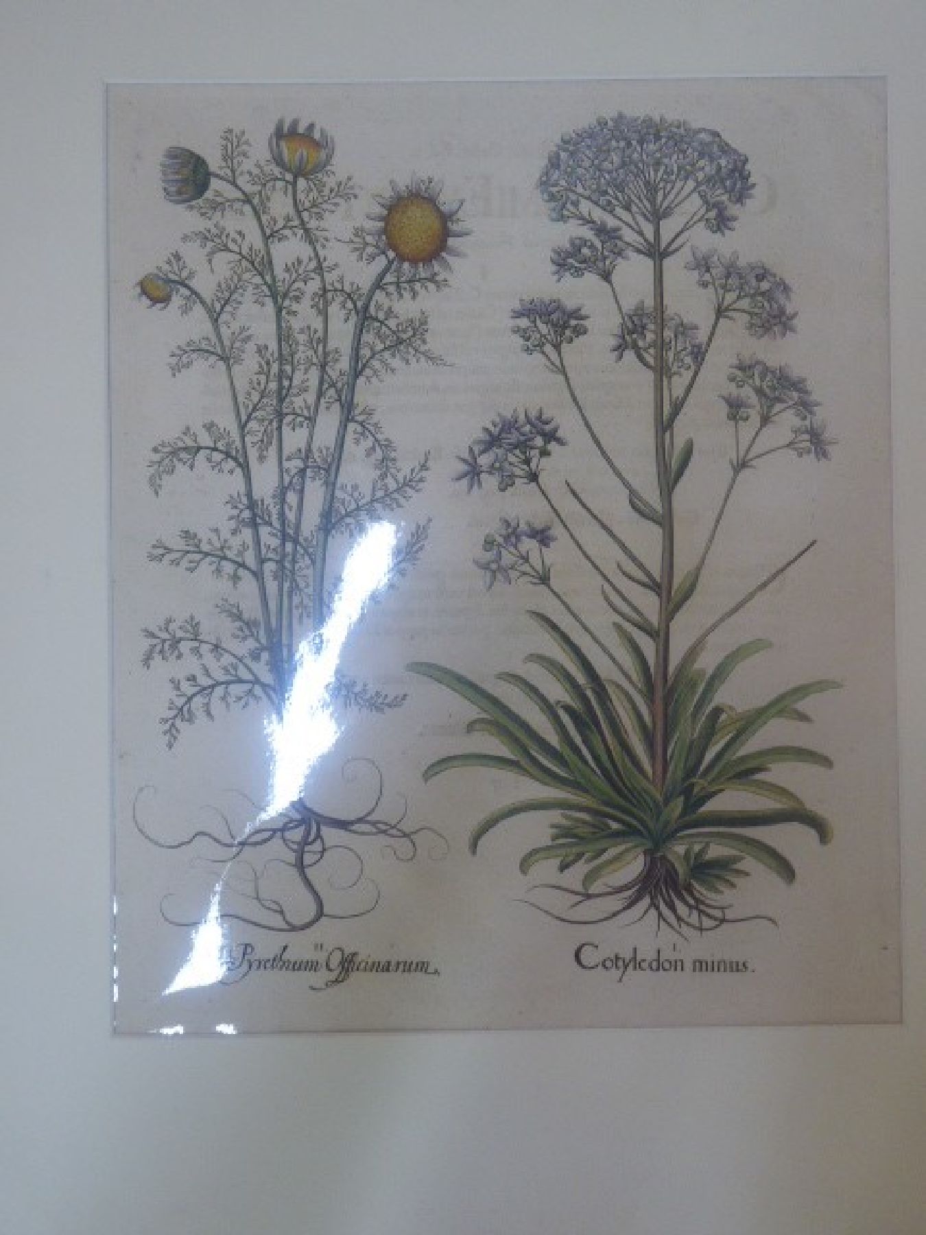 Detail m: Vier Kupferstiche "Hortus Eystettensis" von Basilius Besler, 1561-1629, vier Kupferstiche, a. Cotyledon minus..., b. Consolida ...