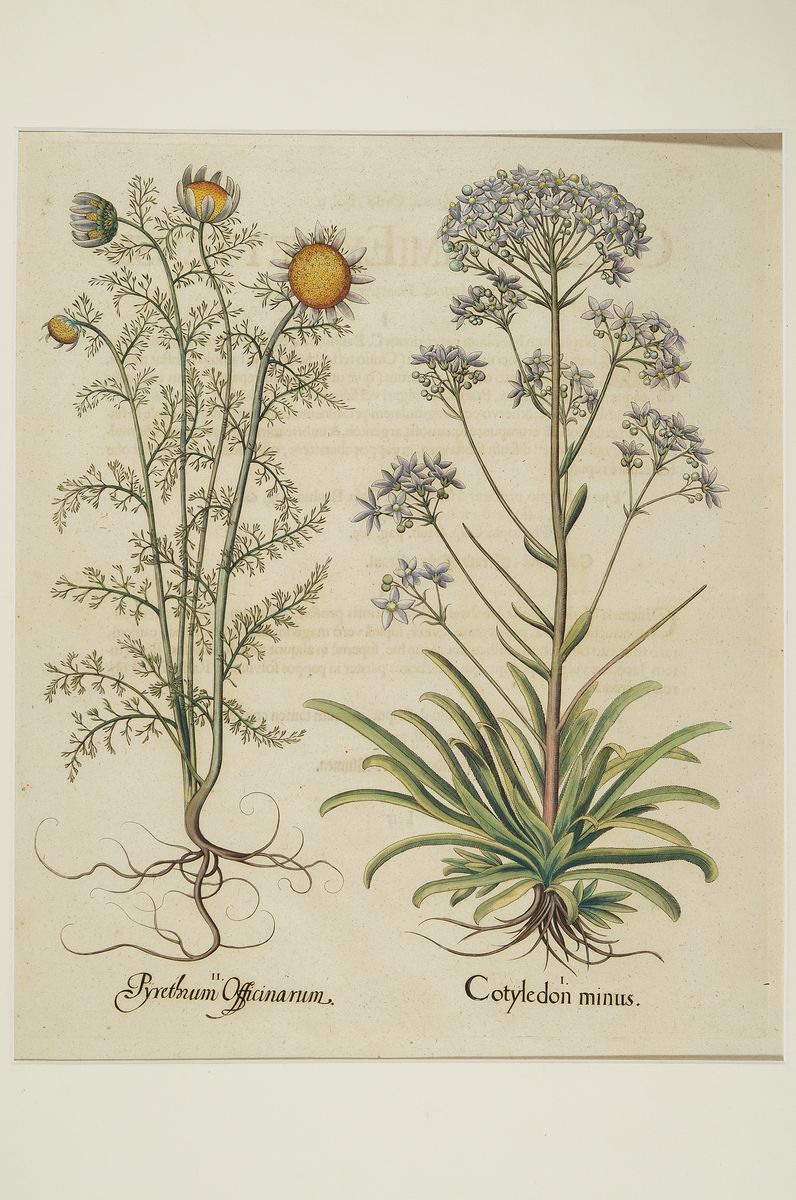 Detail n: Vier Kupferstiche "Hortus Eystettensis" von Basilius Besler, 1561-1629, vier Kupferstiche, a. Cotyledon minus..., b. Consolida ...