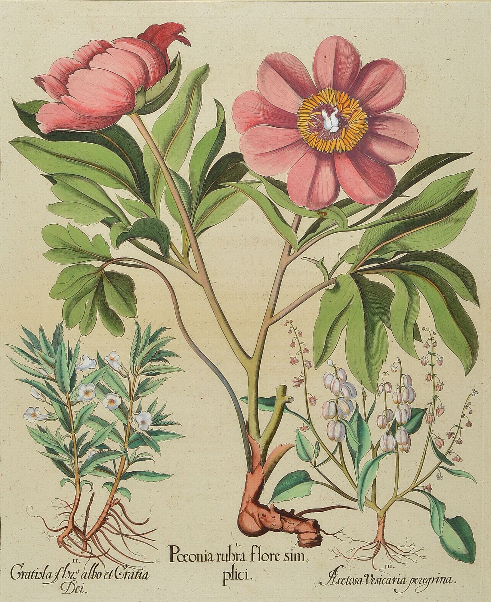 Detail a: 2 Kupferstiche aus Hortus Eystettensis von Basilius Besler, 1561-1629, Hyacinthus stellatus peruanus und Paeonia ruba flore simplici, beide ...
