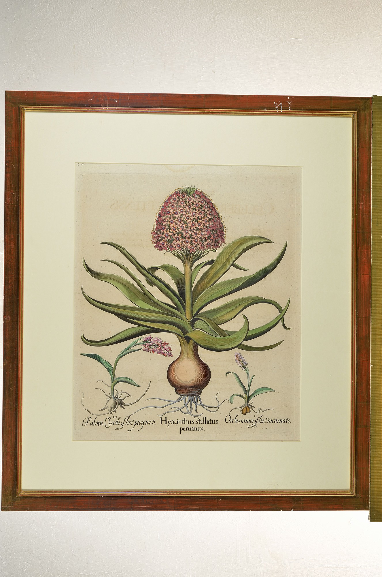 Detail k: 2 Kupferstiche aus Hortus Eystettensis von Basilius Besler, 1561-1629, Hyacinthus stellatus peruanus und Paeonia ruba flore simplici, beide ...