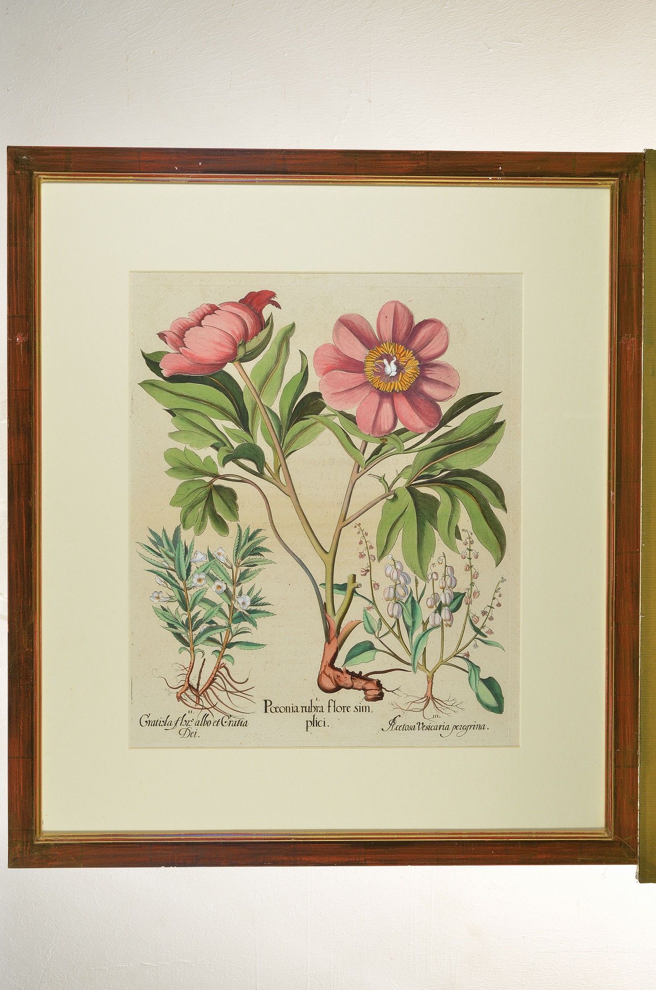 Detail l: 2 Kupferstiche aus Hortus Eystettensis von Basilius Besler, 1561-1629, Hyacinthus stellatus peruanus und Paeonia ruba flore simplici, beide ...