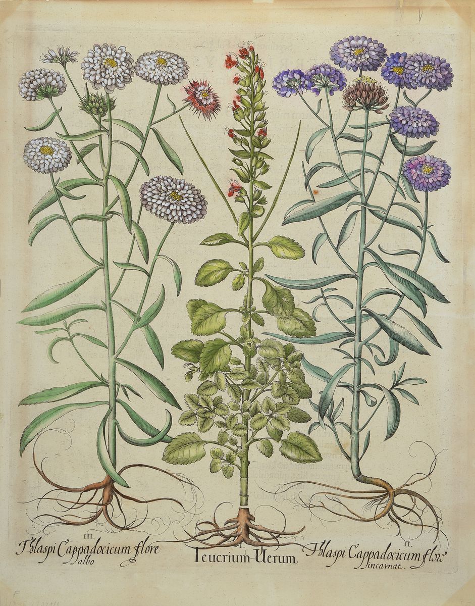 2 Kupferstiche aus Hortus Eystettensis, Basilius Besler, 1561-1629, Teucrium Uerum, koloriert, je ca. 48x39cm