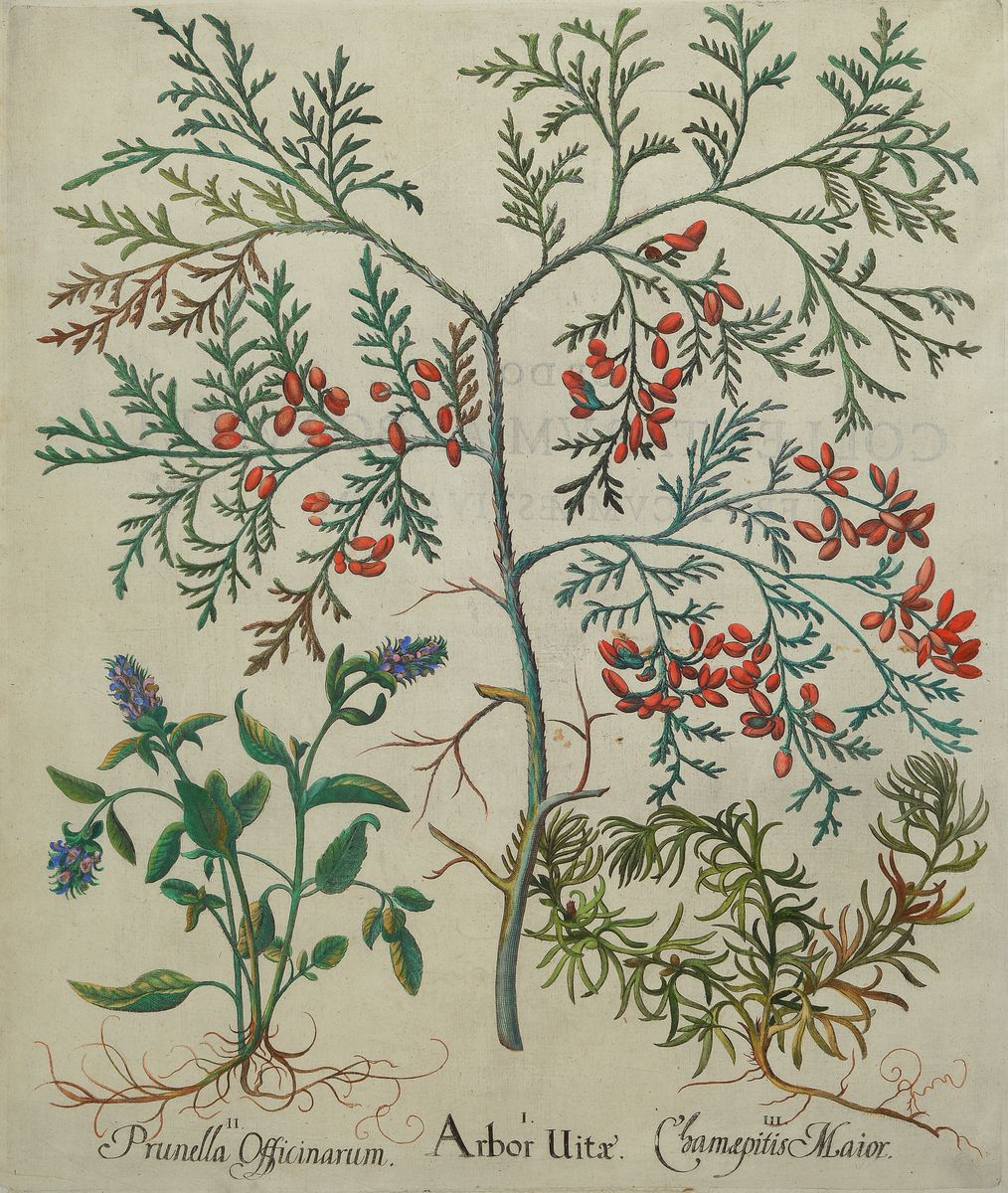 Detail a: 2 Kupferstiche aus Hortus Eystettensis, Basilius Besler, 1561-1629, Teucrium Uerum, koloriert, je ca. 48x39cm
