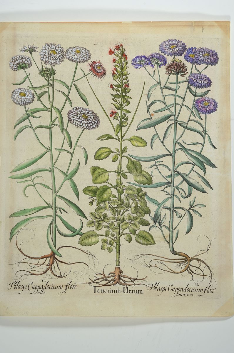Detail k: 2 Kupferstiche aus Hortus Eystettensis, Basilius Besler, 1561-1629, Teucrium Uerum, koloriert, je ca. 48x39cm