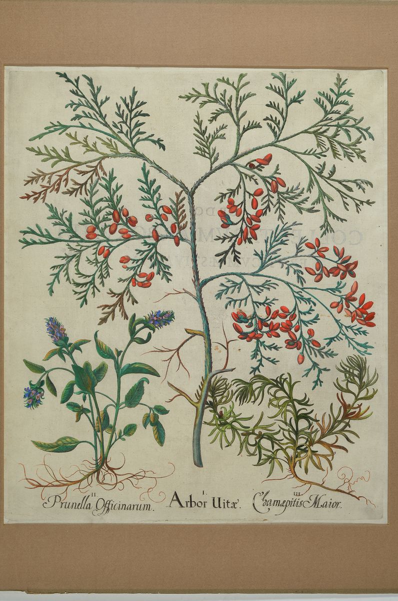 Detail l: 2 Kupferstiche aus Hortus Eystettensis, Basilius Besler, 1561-1629, Teucrium Uerum, koloriert, je ca. 48x39cm