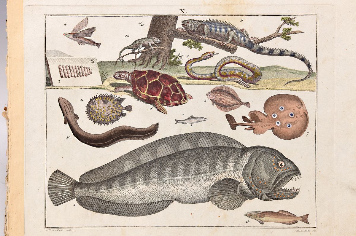Detail k: 12 kolorierte Kupferstiche zu Funkes Lehrbuch der Naturgeschichte, Wien, um 1830-40, Fische und Amphibien, Insekten, afrikanische Säugetiere, an den ...