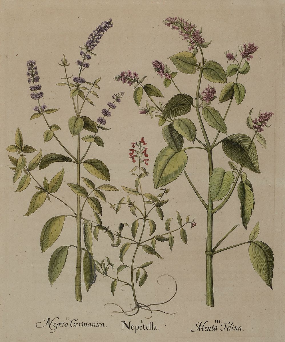 2 Kupferstiche aus Hotrus Eystettensis, Basilius Besler, 1561-1629, Scabiosa Indica und Nepeta Germanica, je ca. 48x39cm, PP, u.Gl., R. ca. 70x62cm